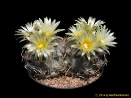Turbinicarpus schmiedickeanus ssp. flaviflorus 601 